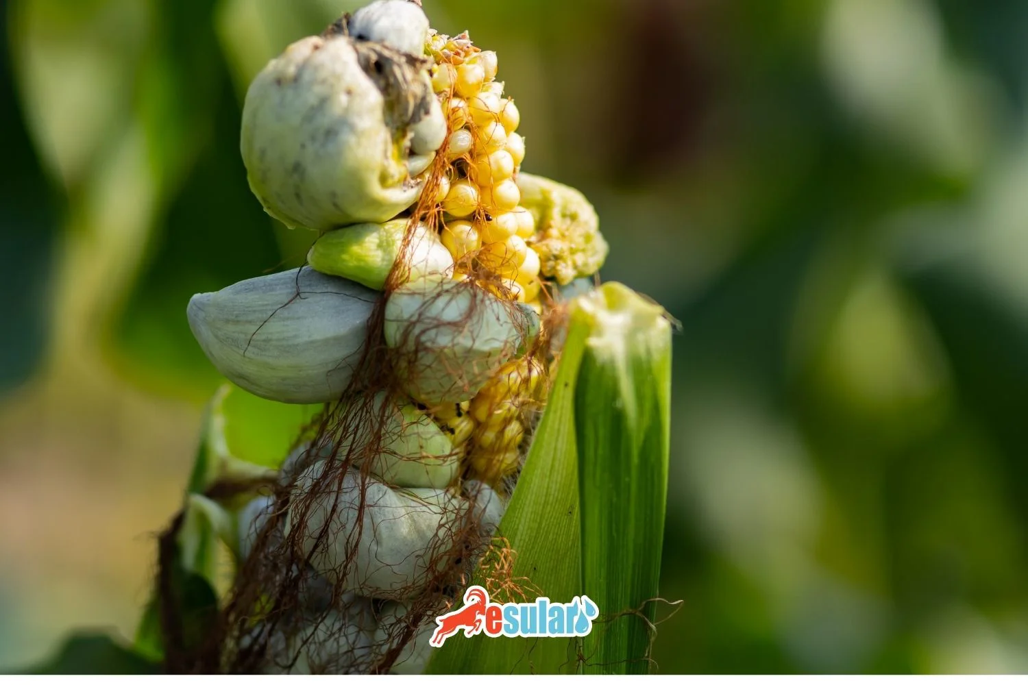 Qarğıdalı sürməsi nədir?