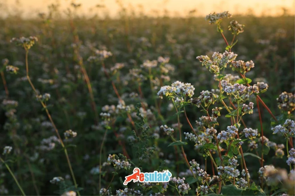 如何进行荞麦种植？