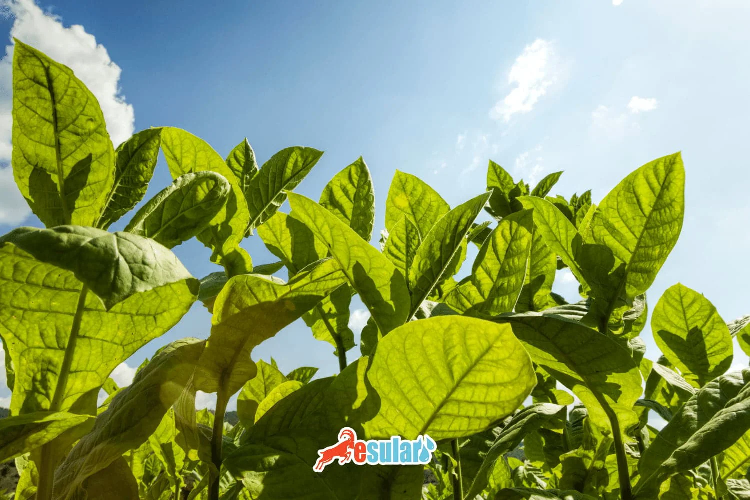 ¿Cómo se realiza el cultivo de tabaco?