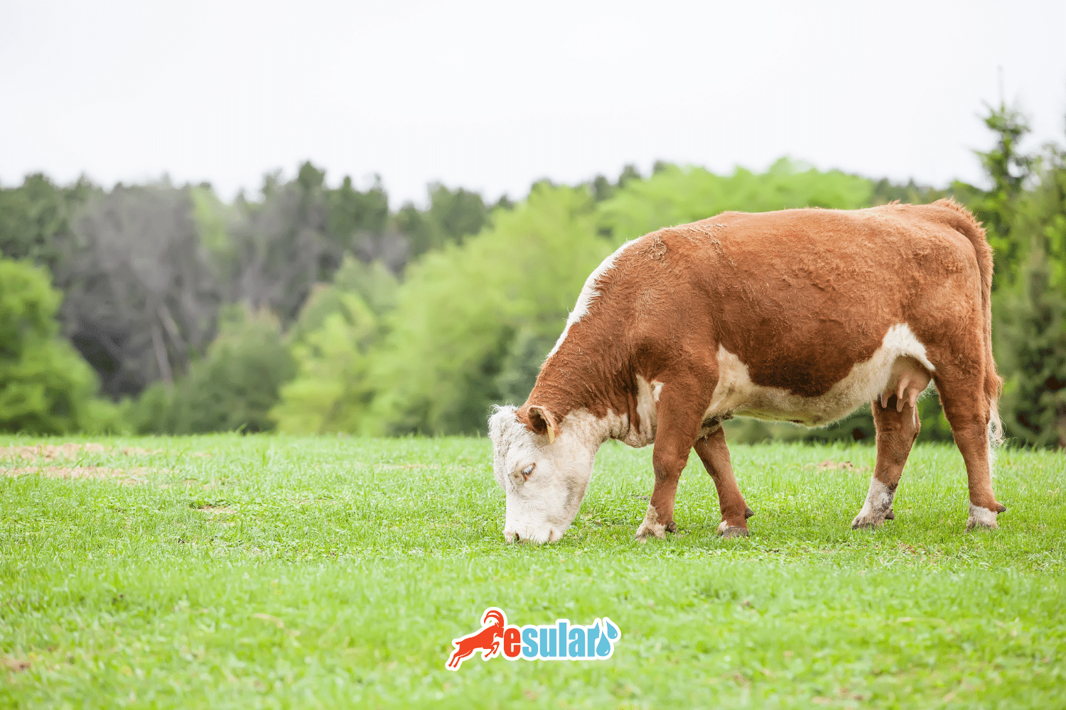¿Qué es la vaca Hereford? ¿Cuáles son sus características?
