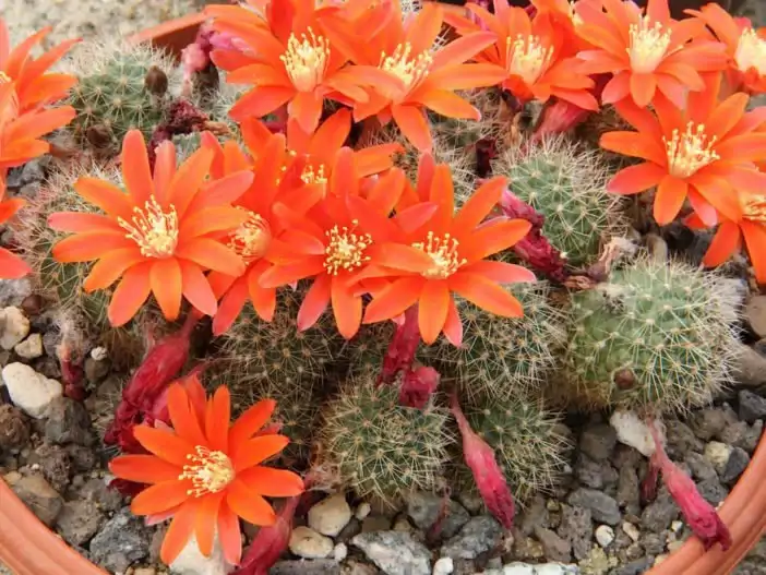 Rebutia-fiebrigii-Orange-Crown-Cactus