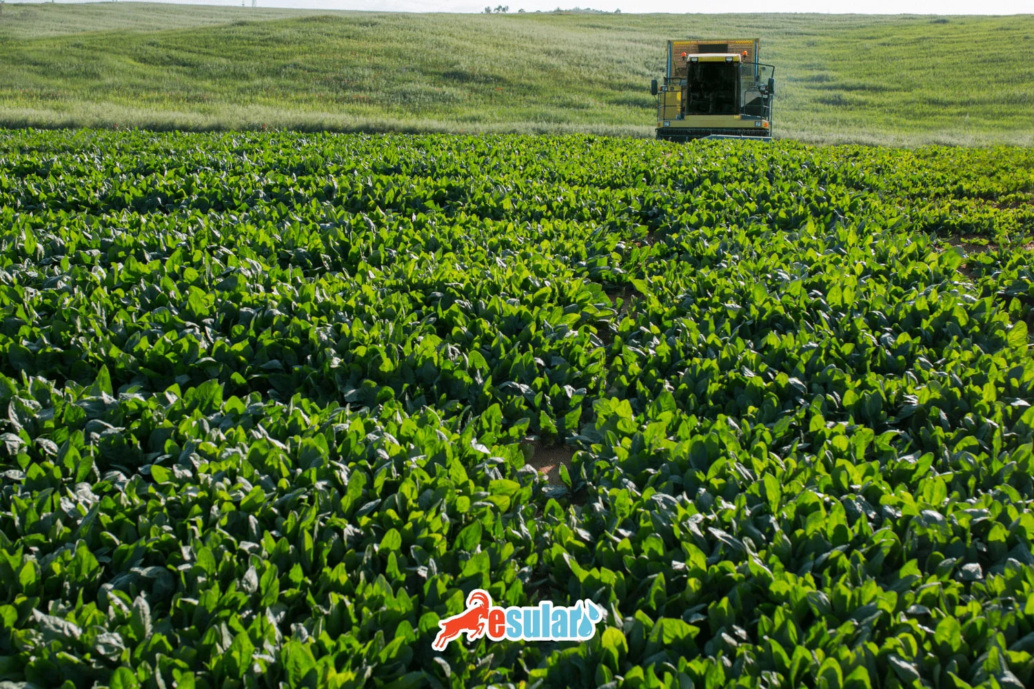 What is Regenerative Agriculture?