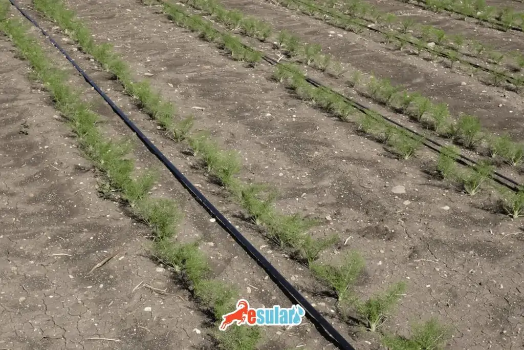 rezene-nerede-yetisir