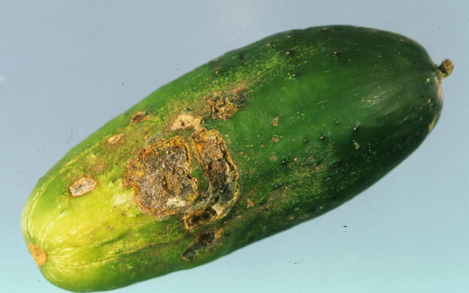 Belly Rot and Damping-off in Cucumber