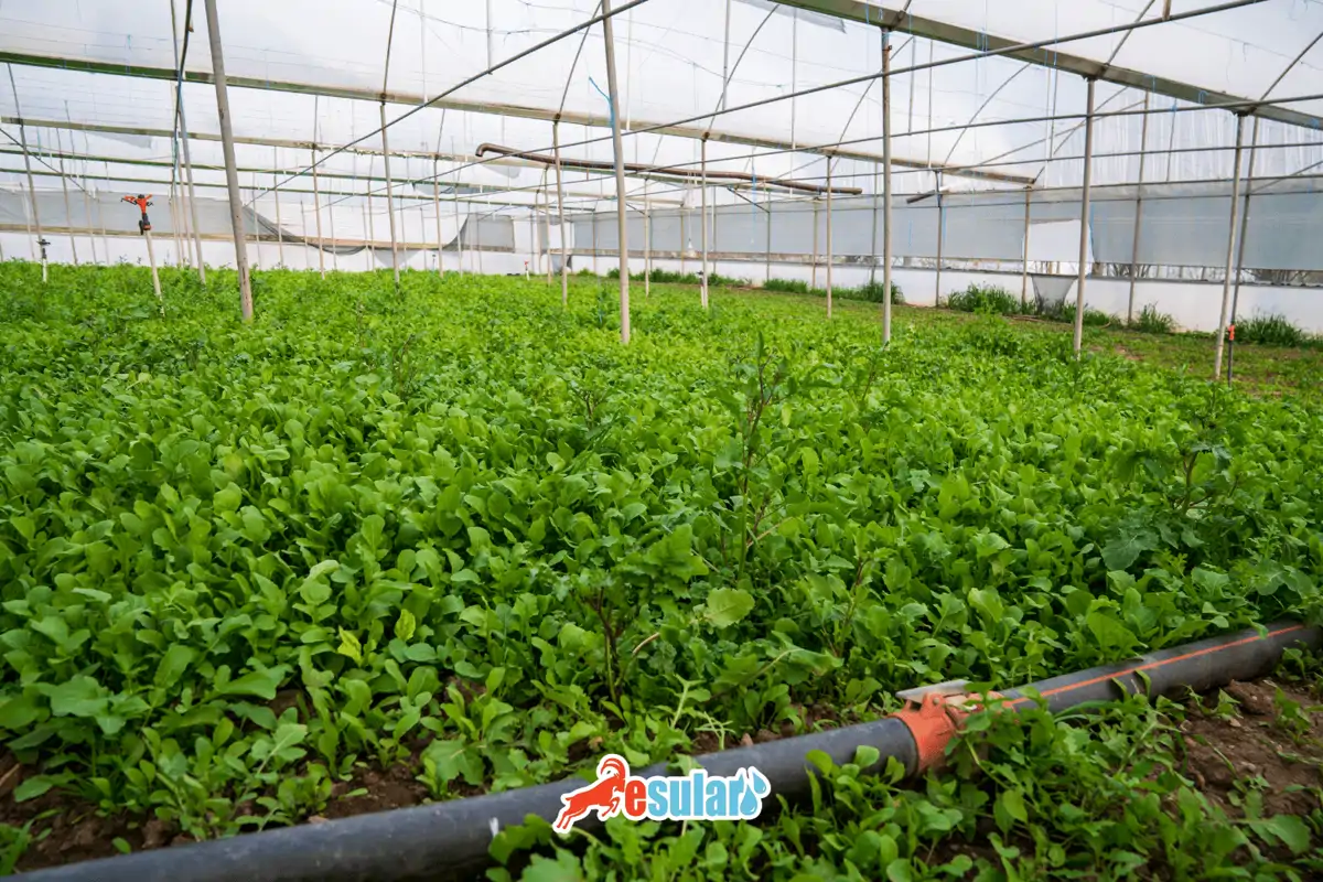 Roka Yetiştiriciliği Nasıl Yapılır?