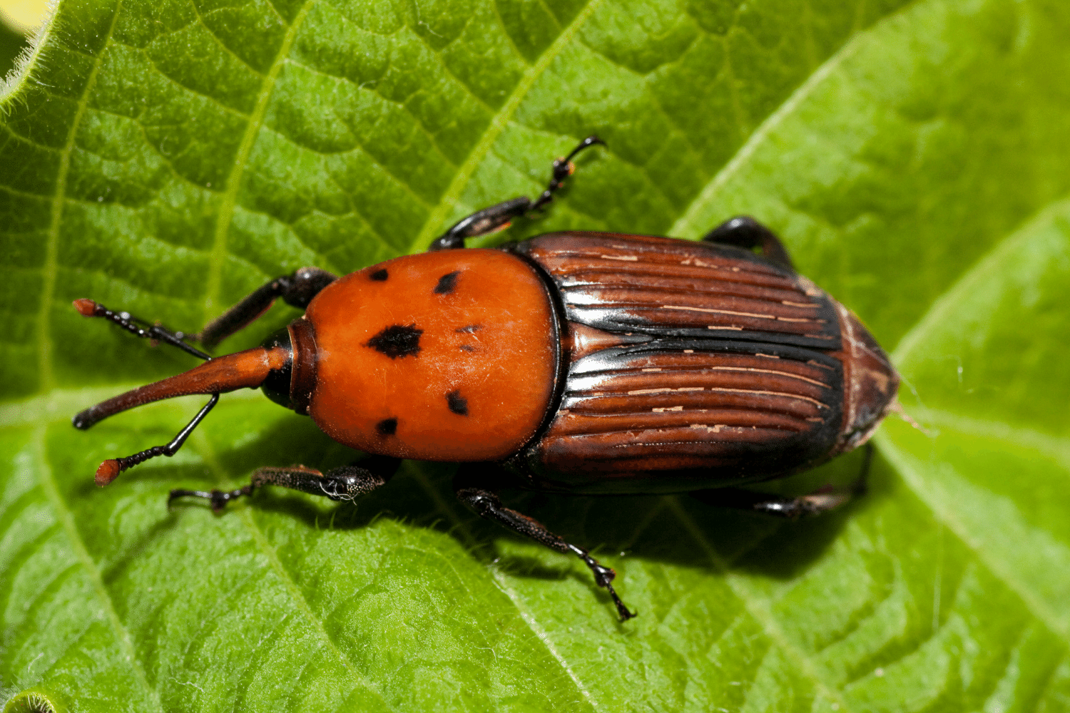 Roter Palmenrüssler