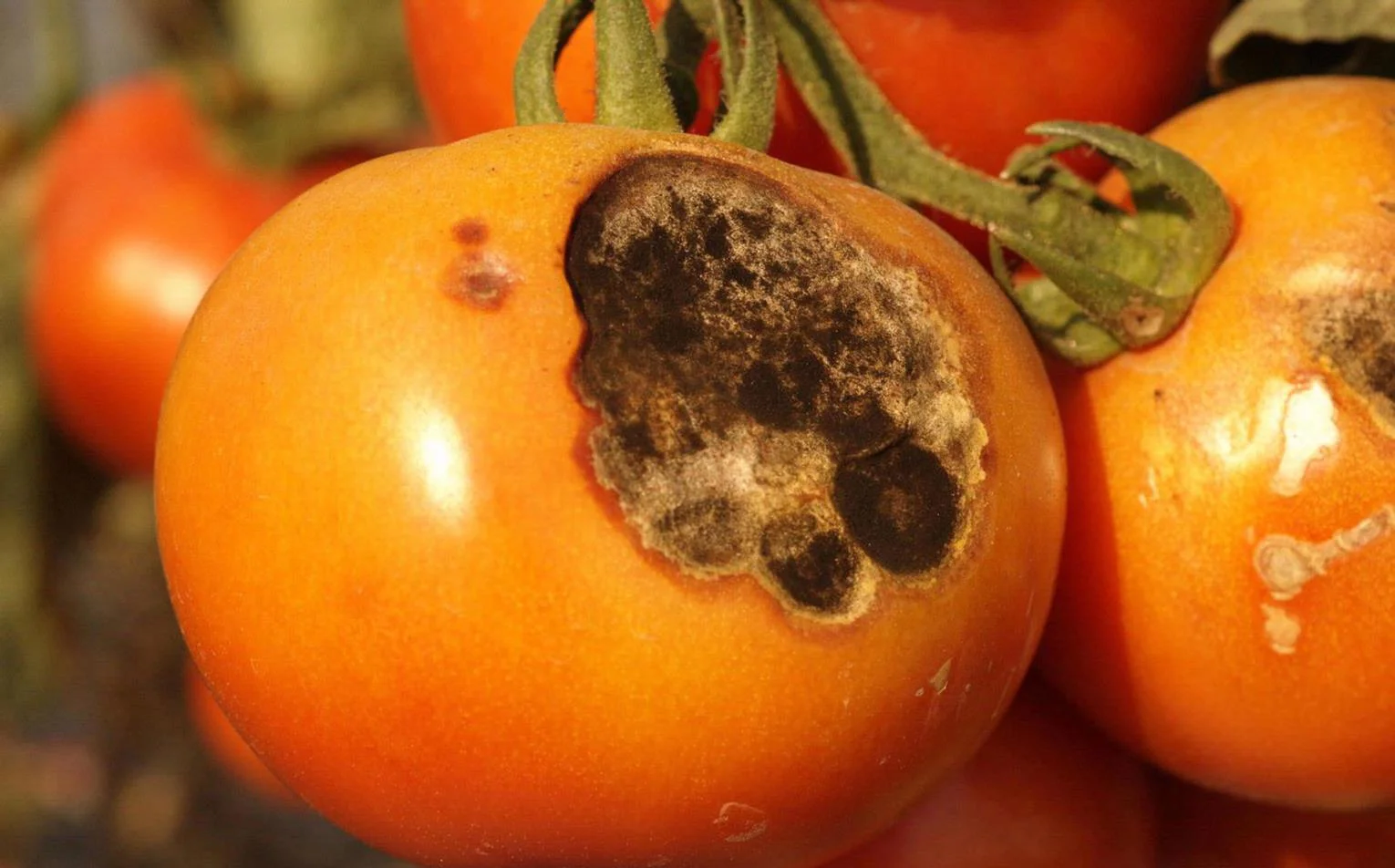 Tizón temprano en el tomate (Alternaria solani)