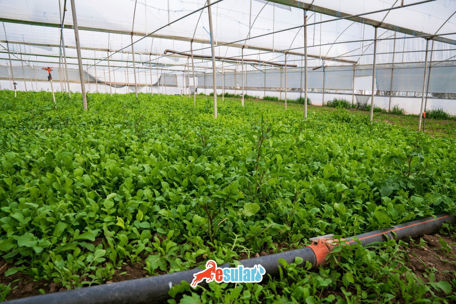 Wie wird Rucola angebaut?