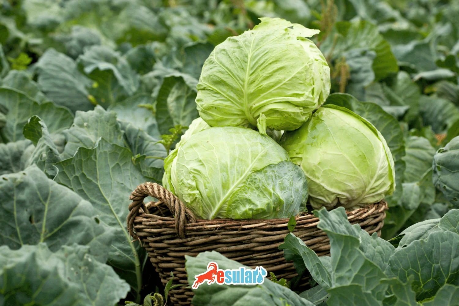 如何进行甘蓝种植？