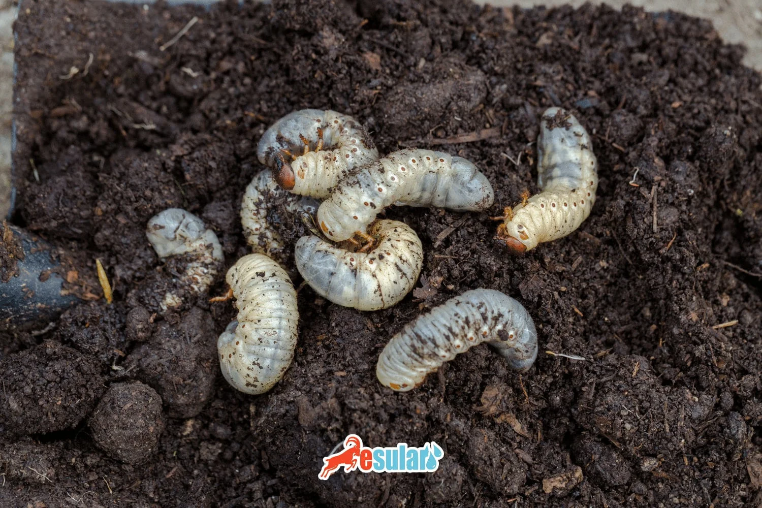 赫里福德牛是什么？有哪些特征？