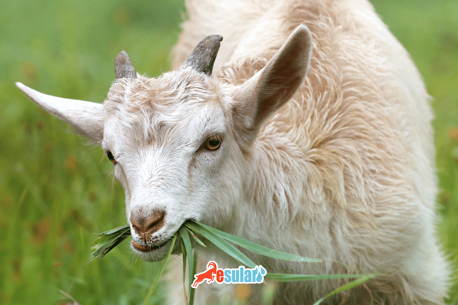 Why Do Animals Ruminate?