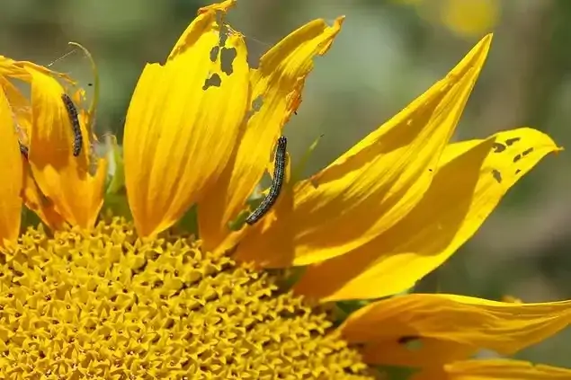 Ayçiçeğinde Çayır Tırtılı