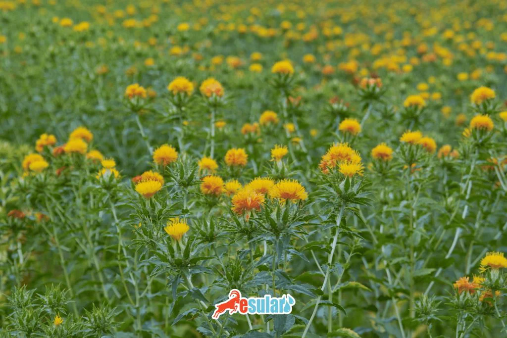 How is Safflower Cultivation Done?