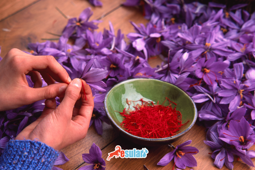 safran-hasat-ve-kurutmasi