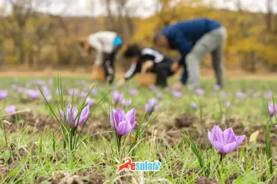 Safranın Kilogramı 600 Bin Lira! Akıllı Sulama ile Safran Yetiştiriciliği | esular