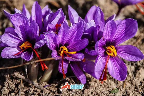 Safran Yetiştiriciliği Nasıl Yapılır