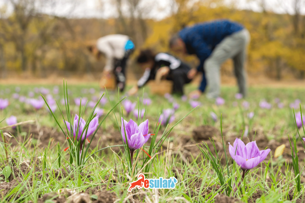 Safran yetiştiriciliği toprak ve iklim gereksinimleri