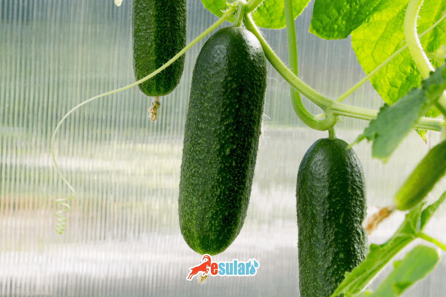 How is Cucumber Cultivation Done?