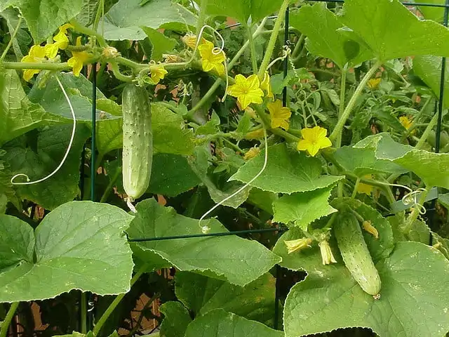 Salatalık hasat zamanı