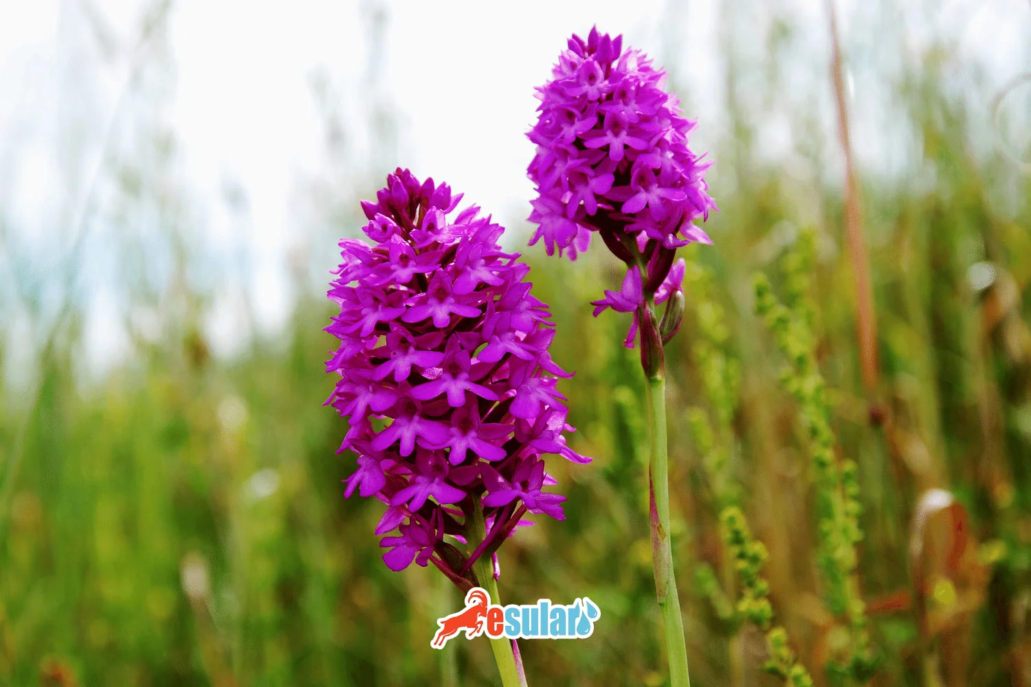 How is Salep Cultivation Done?