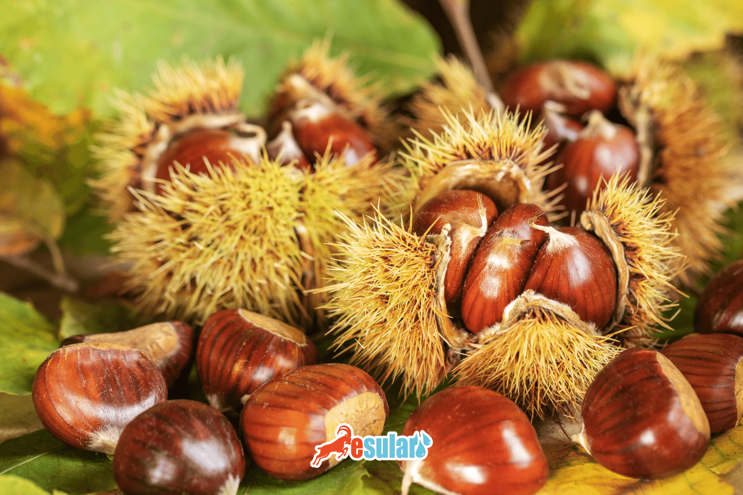 Şabalıd Yetişdirilməsi