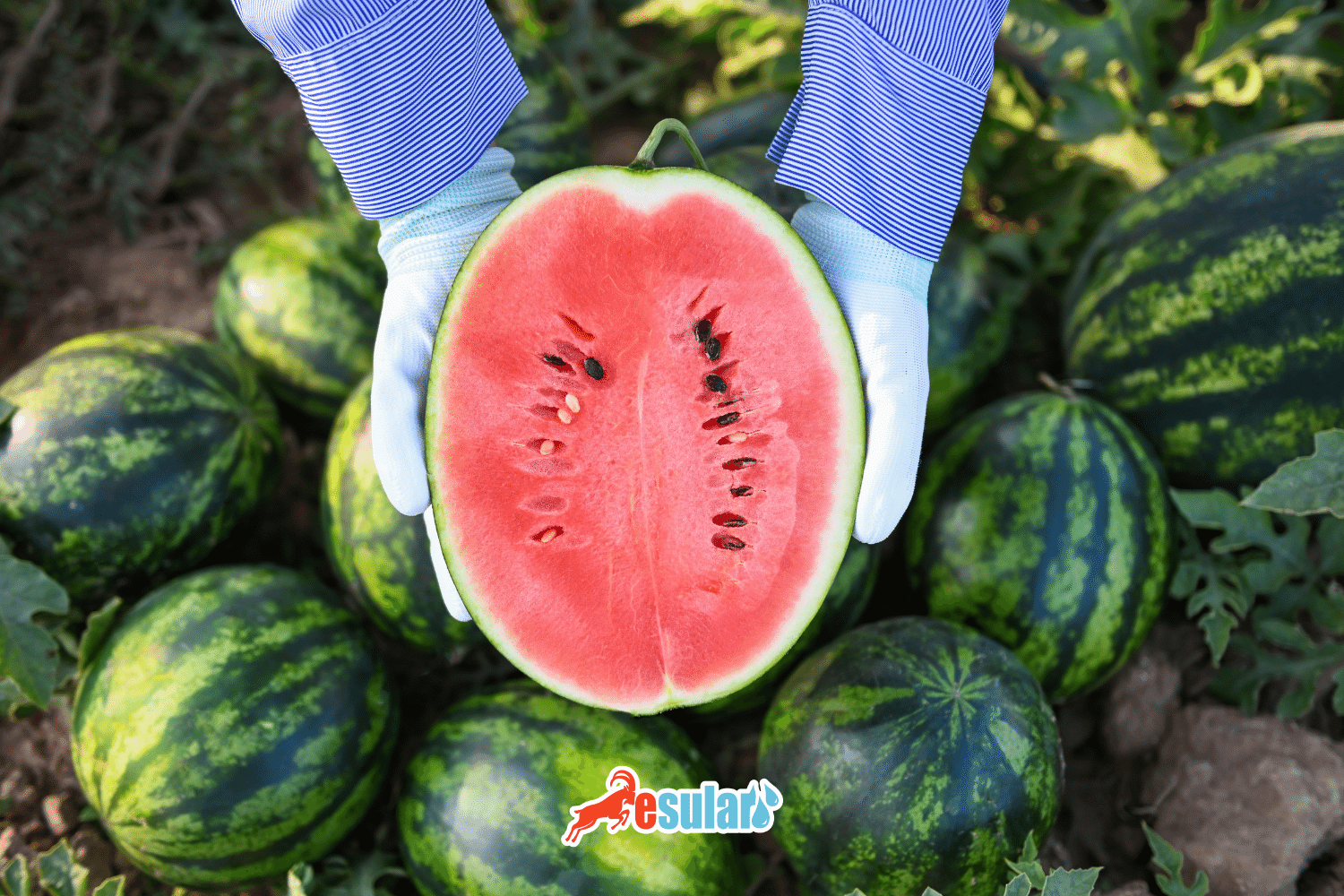 ¿Cómo se realiza el cultivo de sandía?