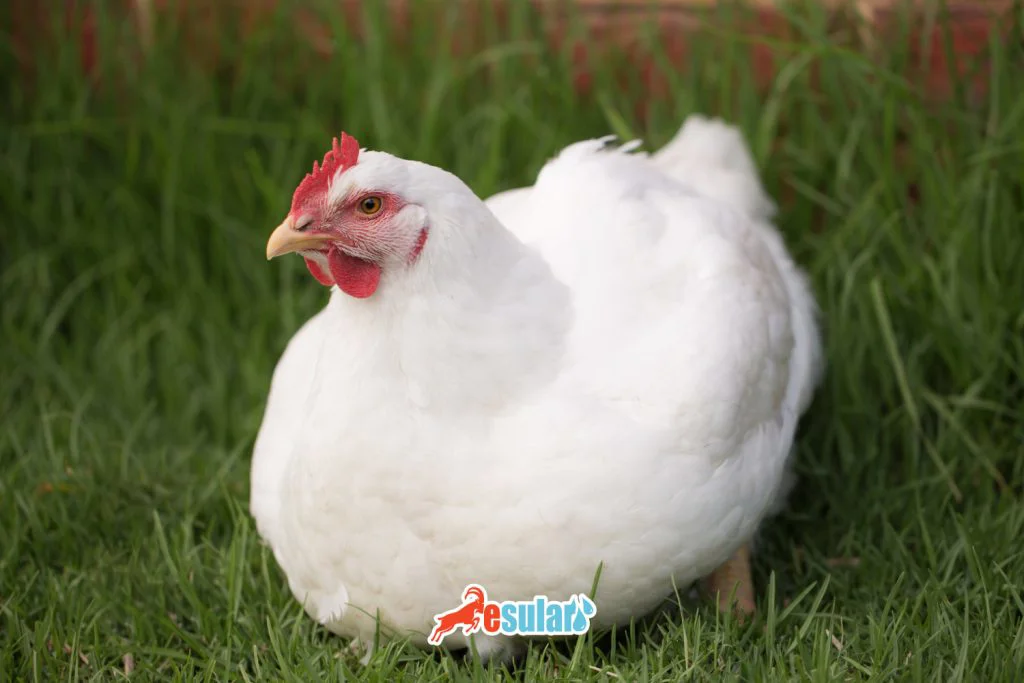 sandy-tavuk-yumurtasi