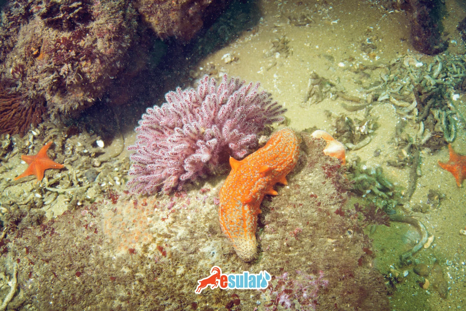 What is a Sea Cucumber?