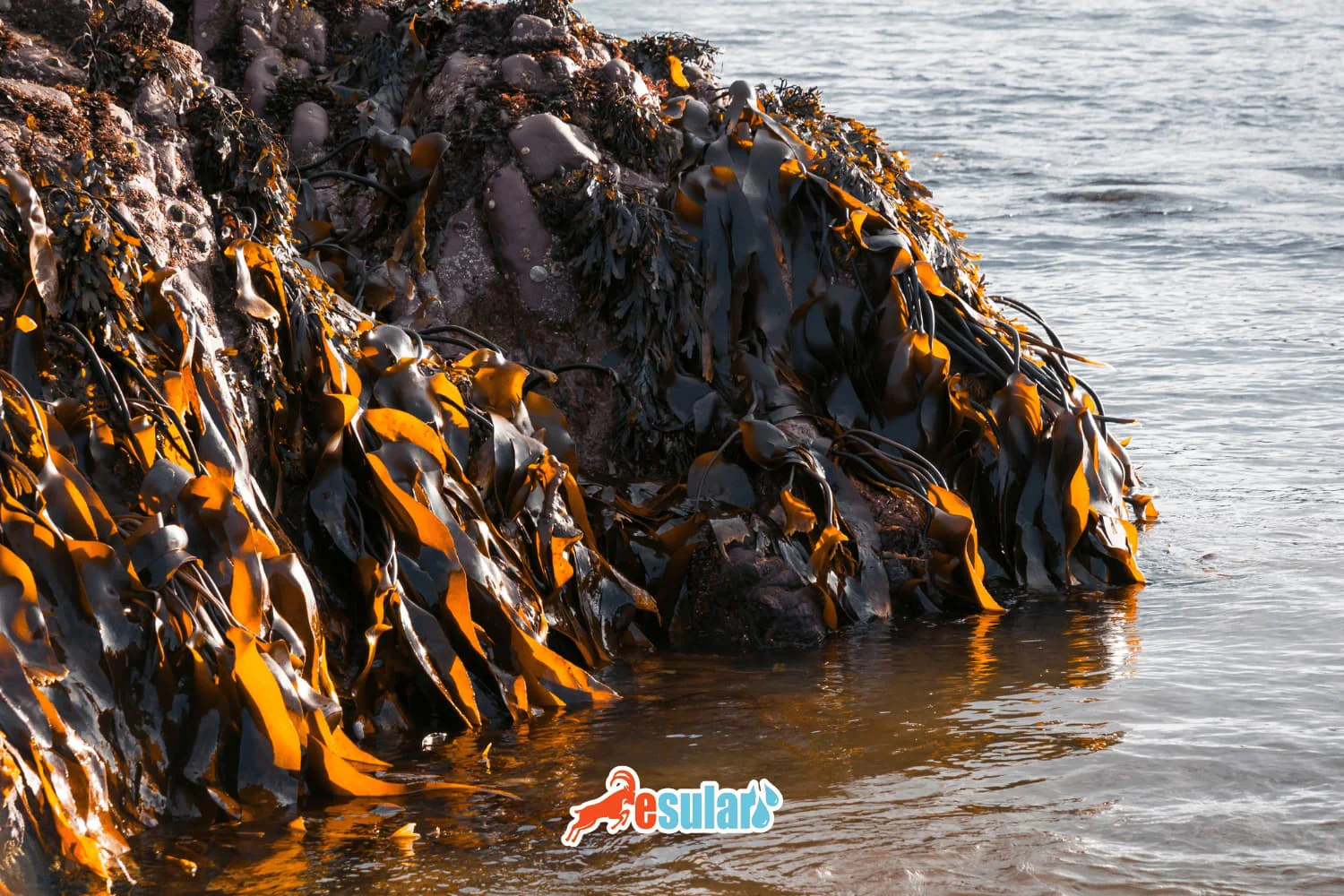 What is Seaweed Fertilizer?