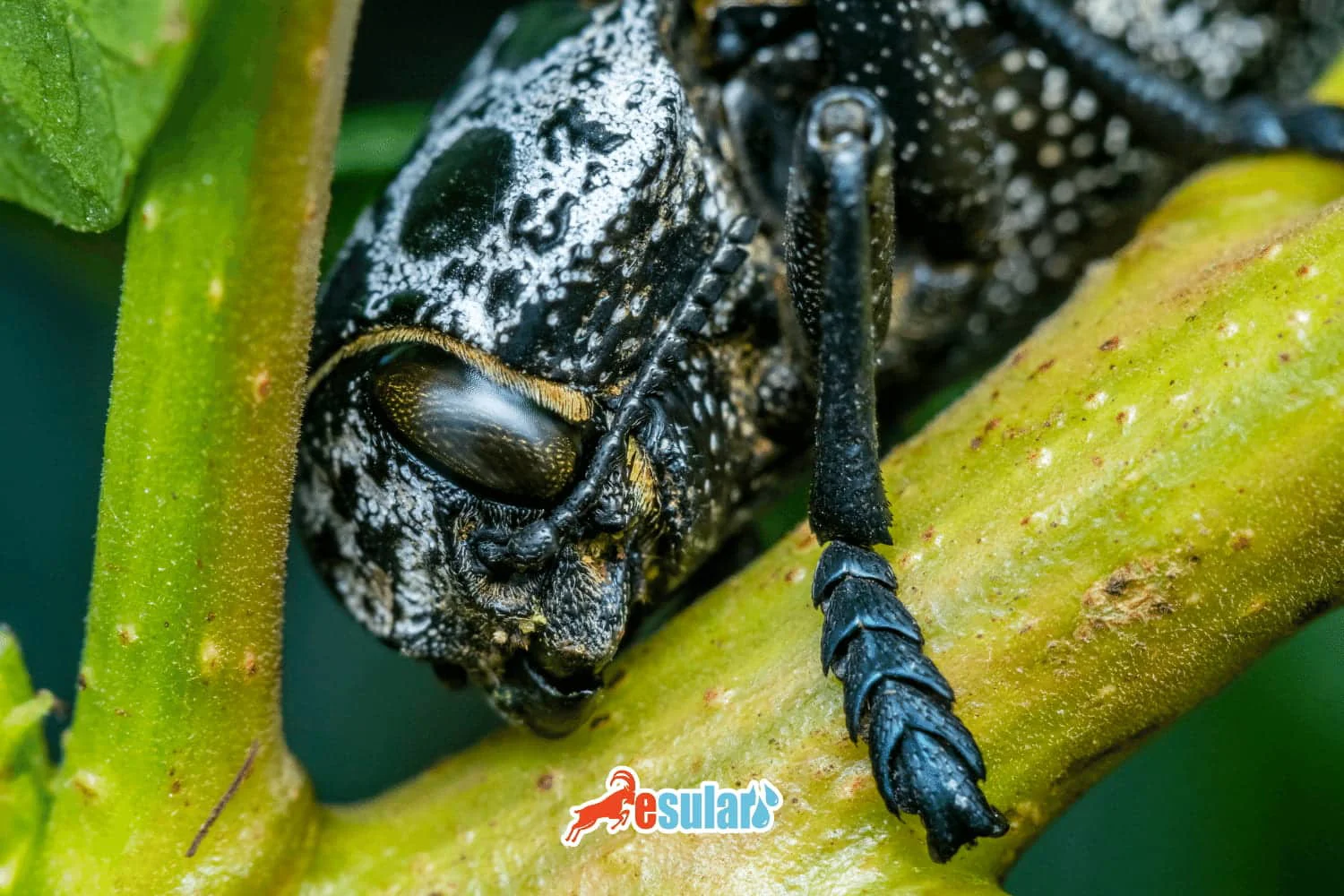 What is the Sapling Root Borer?