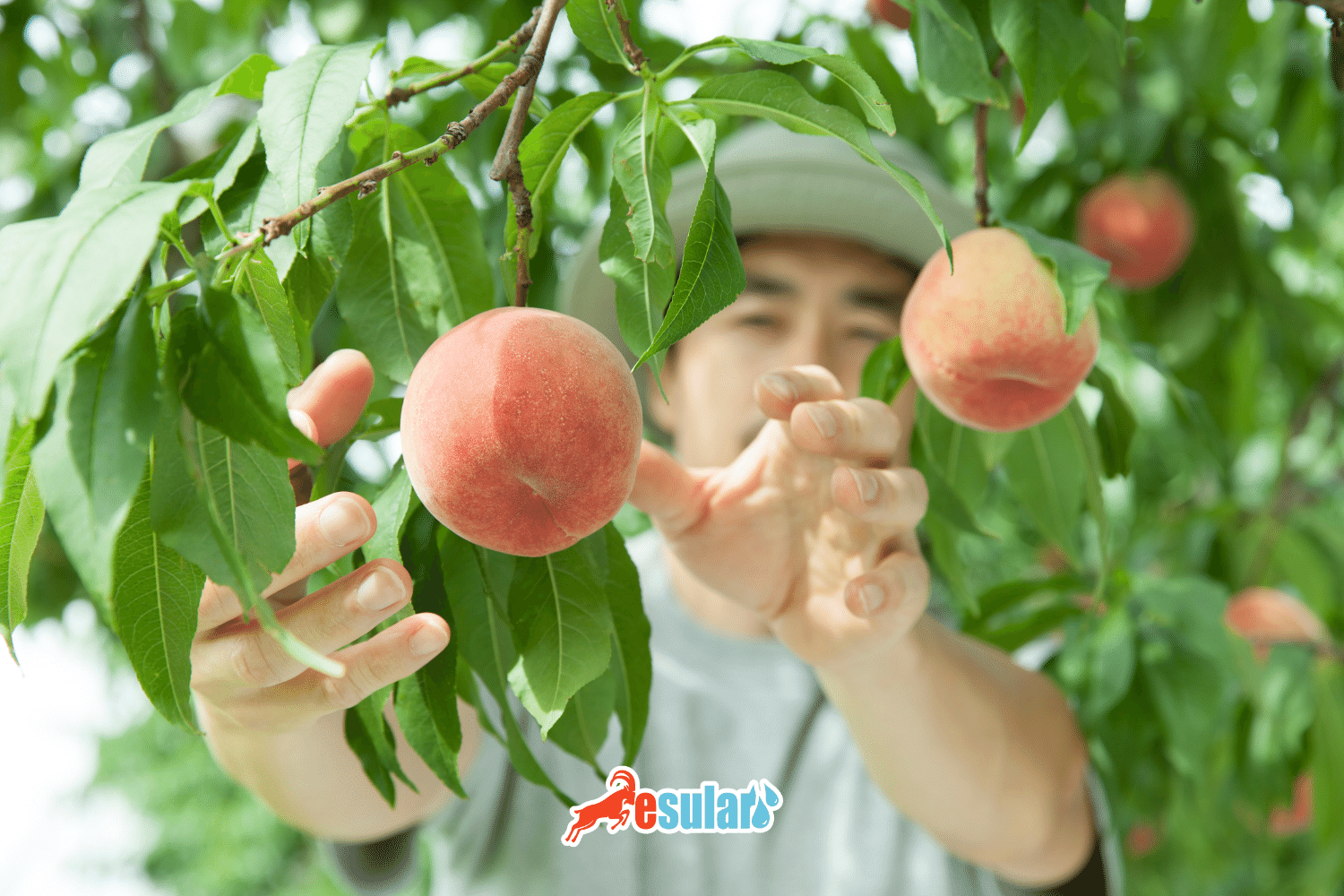 Şeftali Yetiştiriciliğinde Neden Akıllı Sulama Sistemi Kullanmalıyım ?