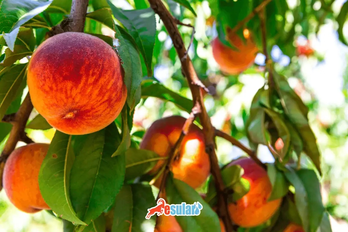 Şeftali Yetiştiriciliği Nasıl Yapılır?