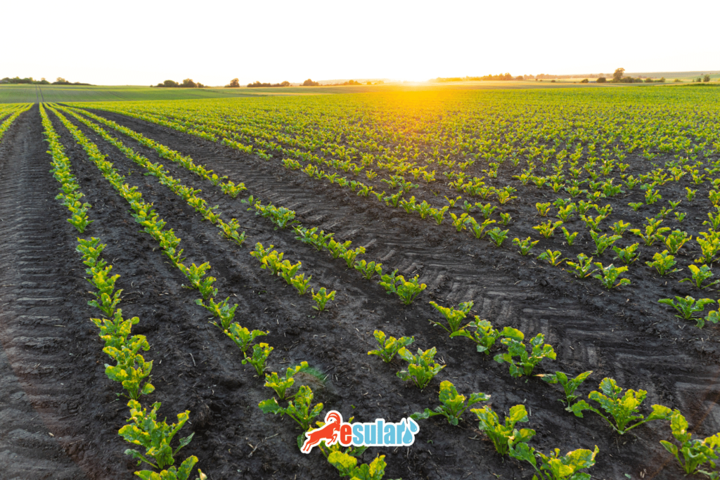 seker-pancari-nasil-ekilir