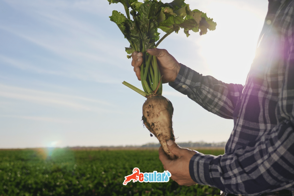 seker-pancari-ne-zaman-hasat-edilir