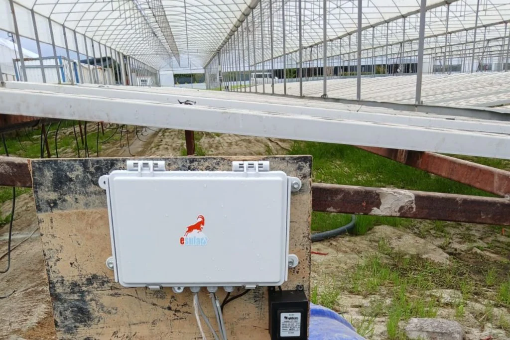 منظر من داخل الصوبة