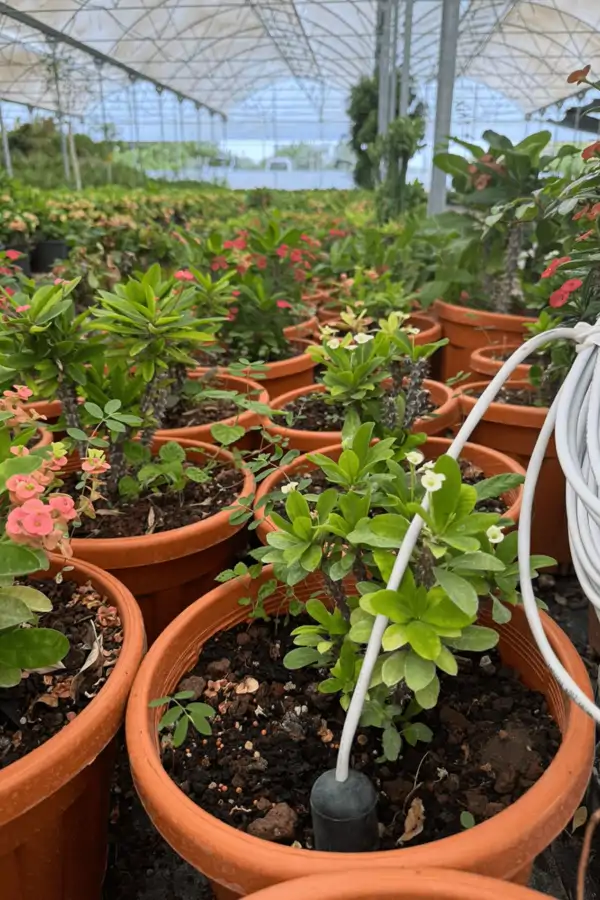 Sera Saksı Toprak Nem Ölçümü