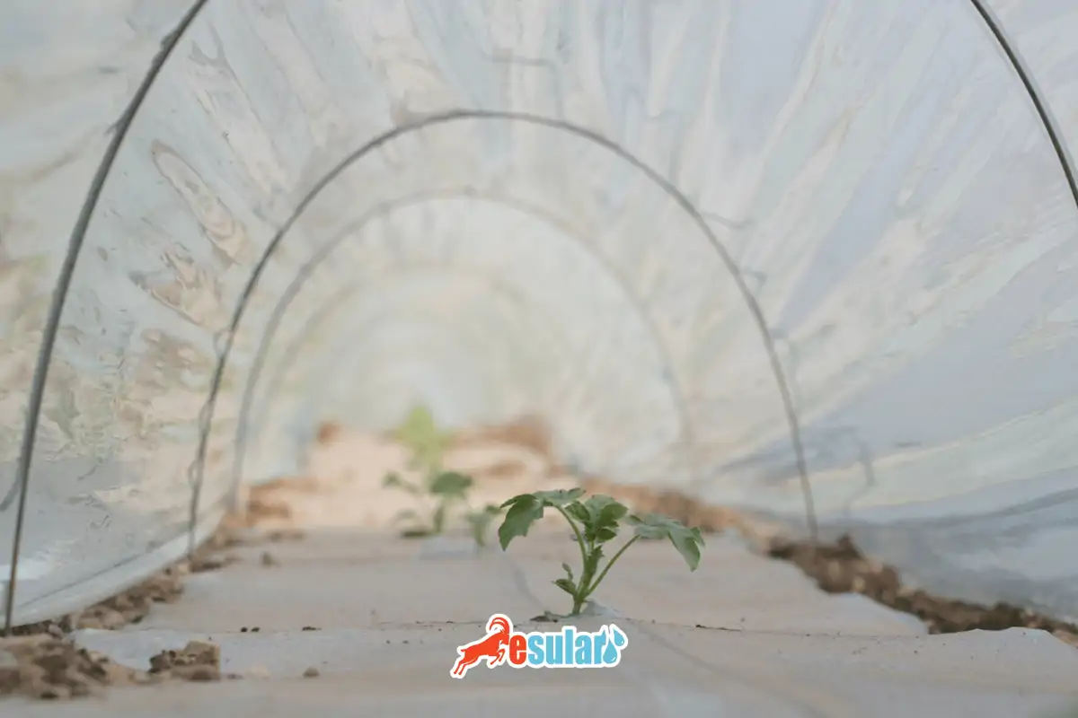 seralarda-hangi-naylon-kullanilir