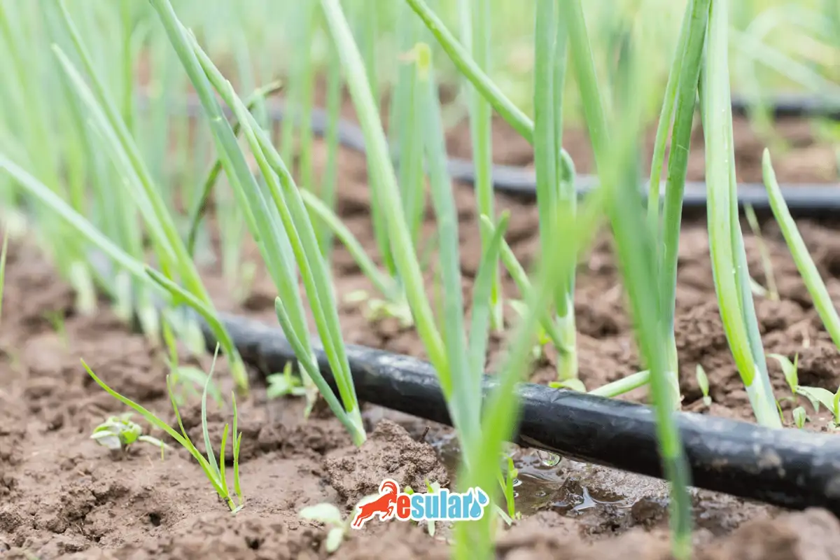 seralarda-kullanilan-sulama-sistemleri-nelerdir