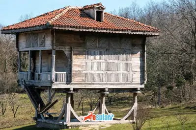 Serender (Nayla) Nedir?