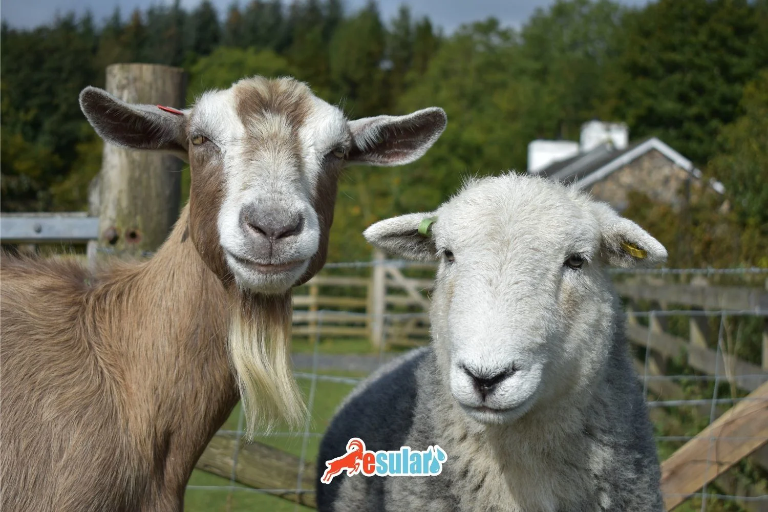 Sheep-Goat Pox Disease