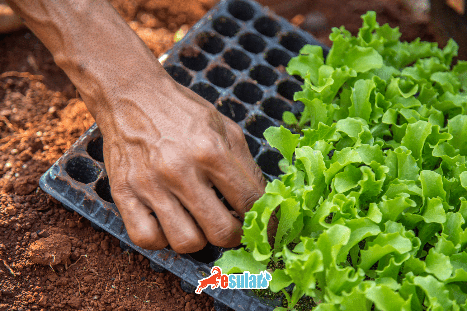 如何进行生菜种植？