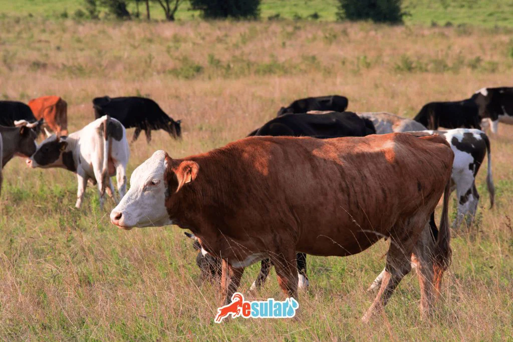 sigir vebasi nasil bulasir