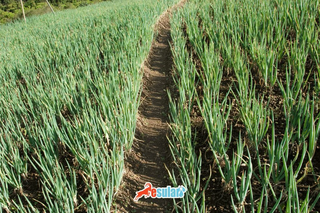 sogan-yetistiriciligi