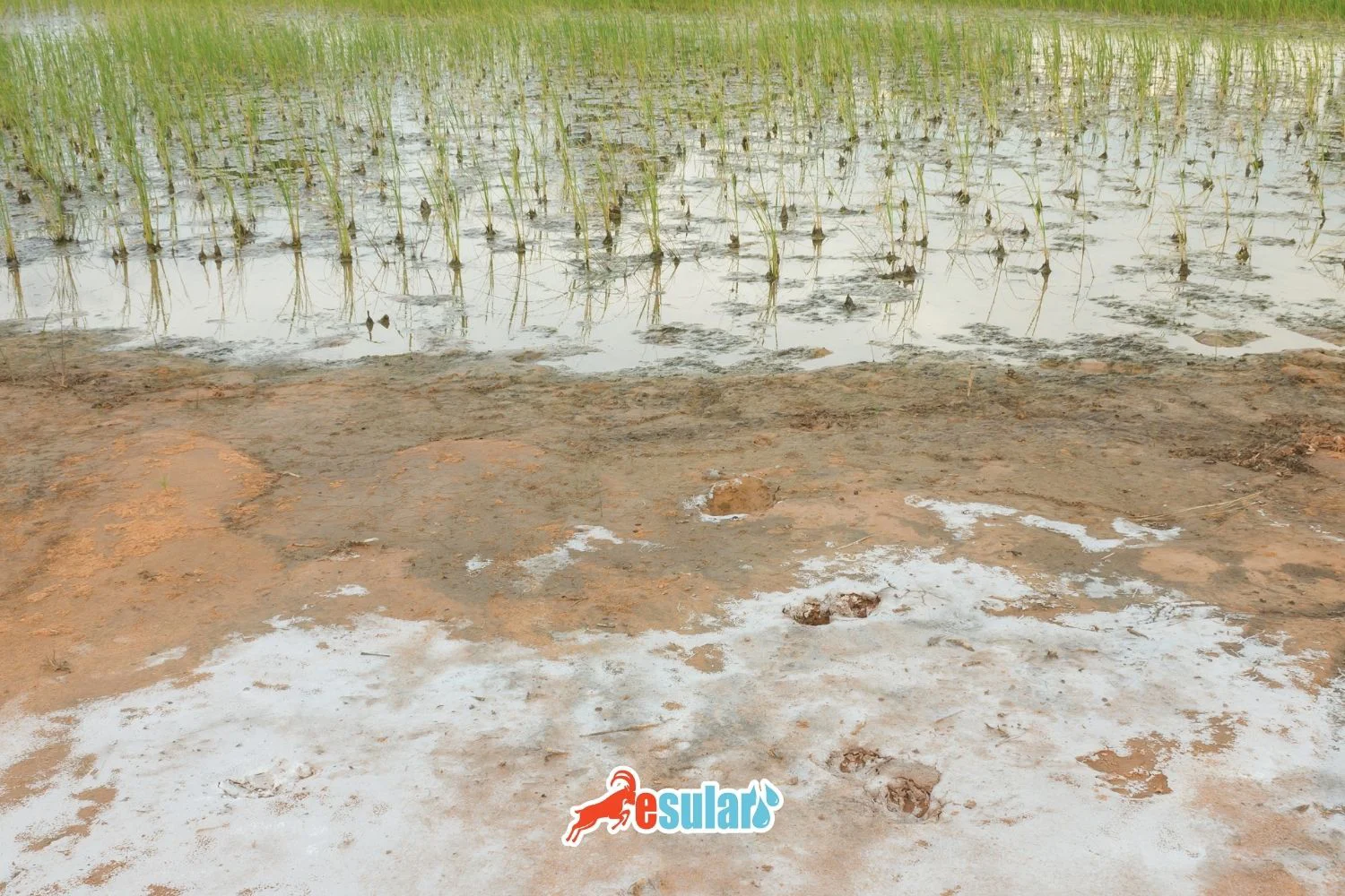 What is Soil and Water Salinity? How to Combat It?