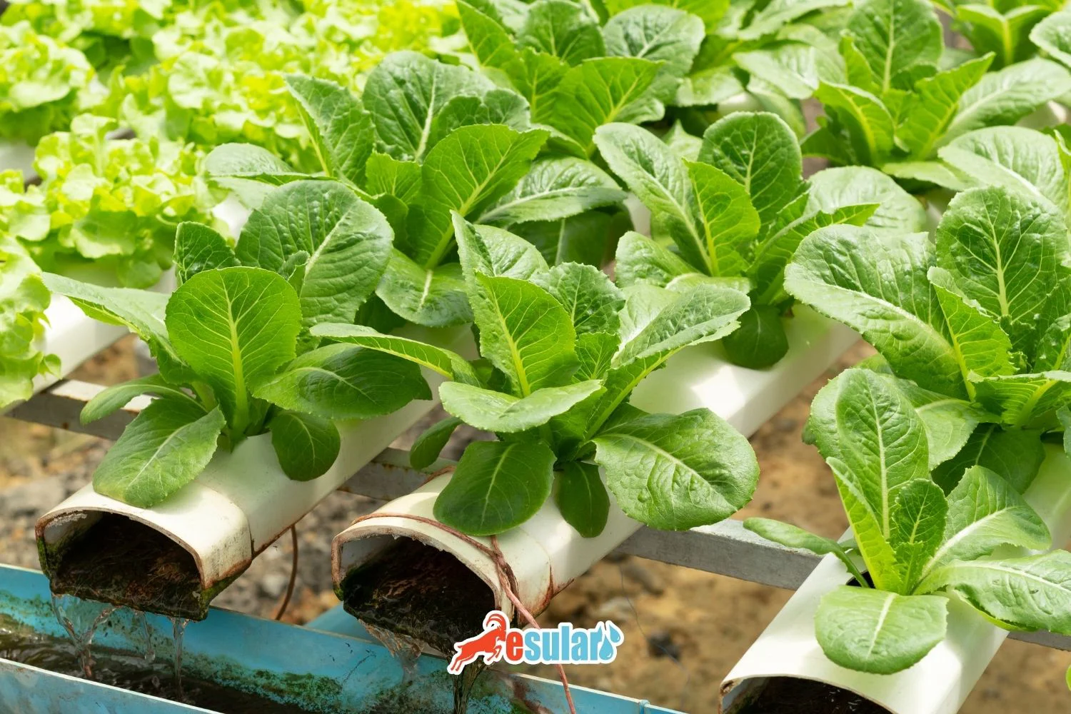 What is Soilless Farming? How is it Done?