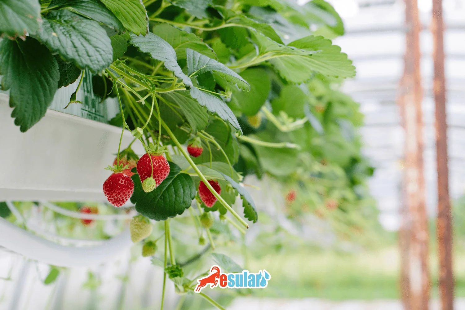 How to Do Soilless Strawberry Cultivation?