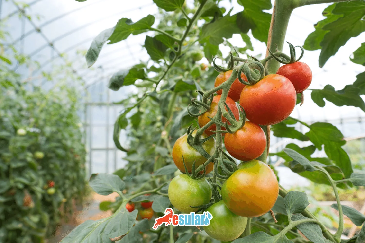 How is Soilless Tomato Cultivation Done?
