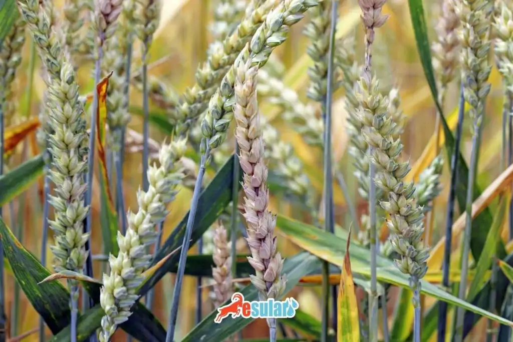 solgunluk-hastaligi-nedir