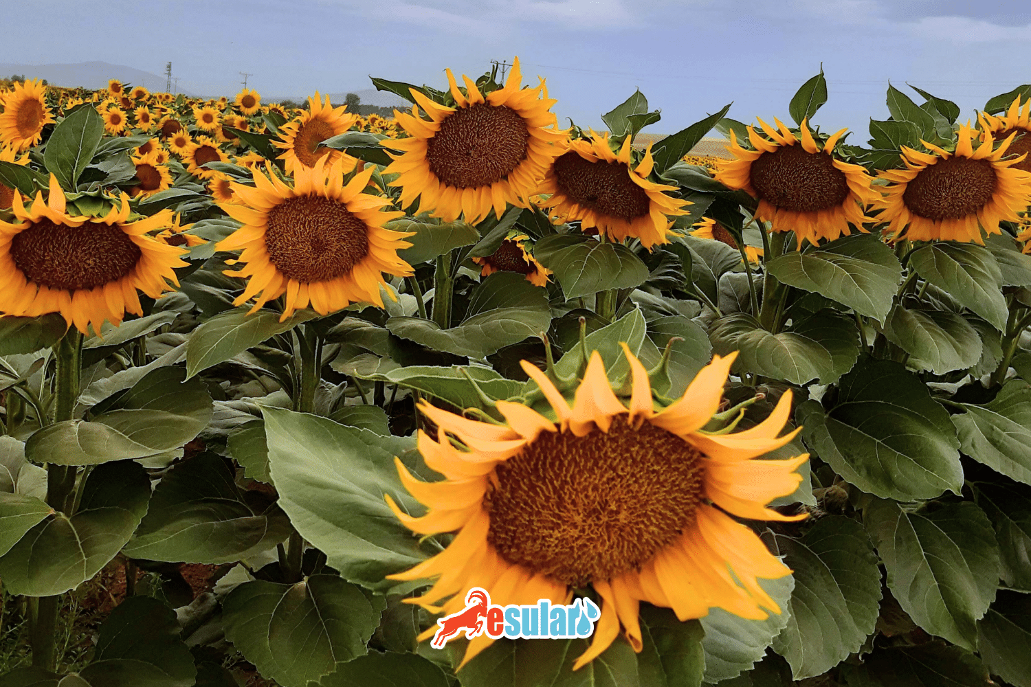 Sonnenblumenanbau