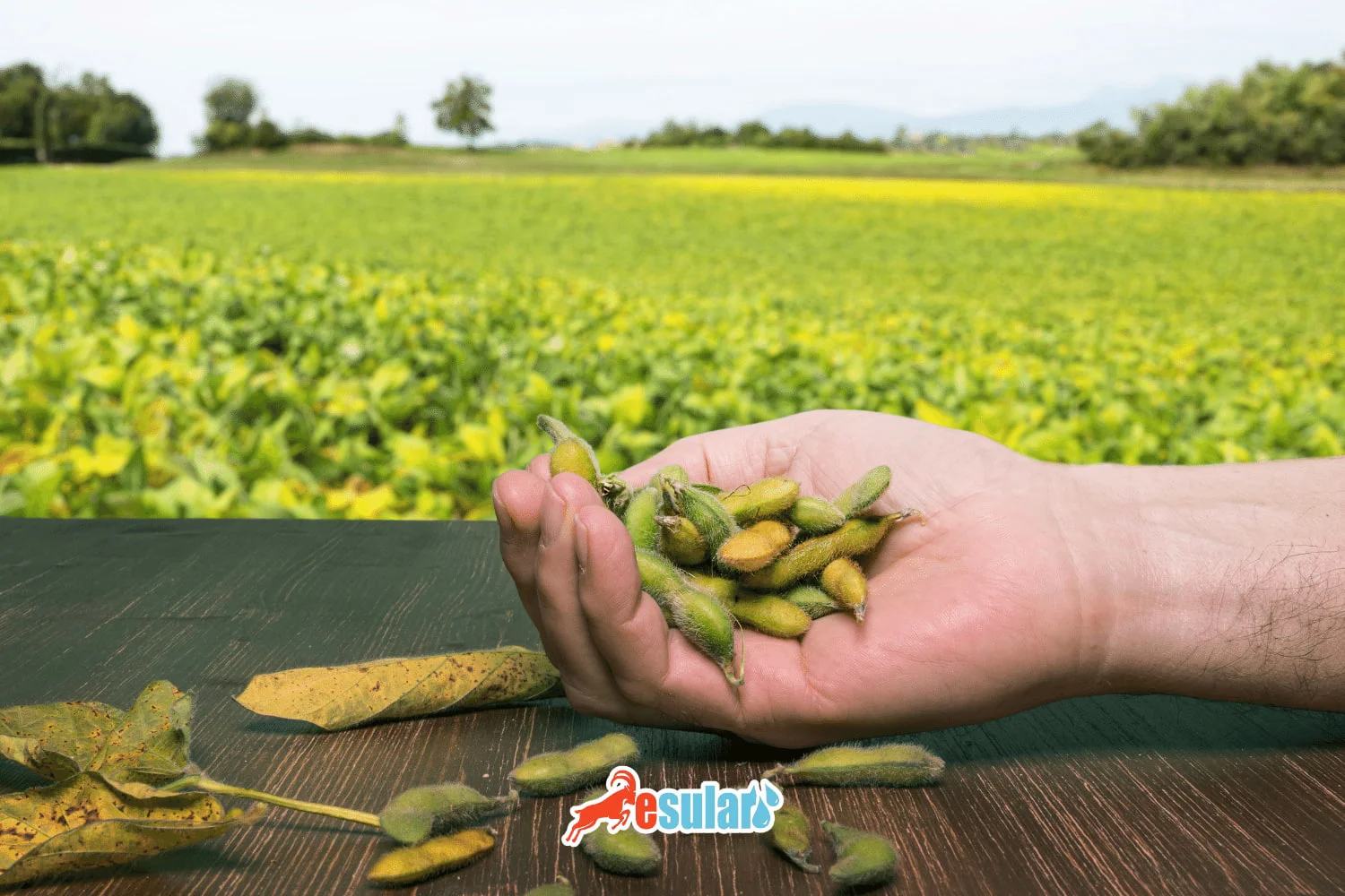 How to Grow Soybeans?